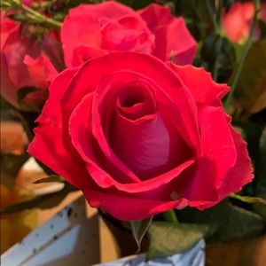 Meet your Posher, Angela